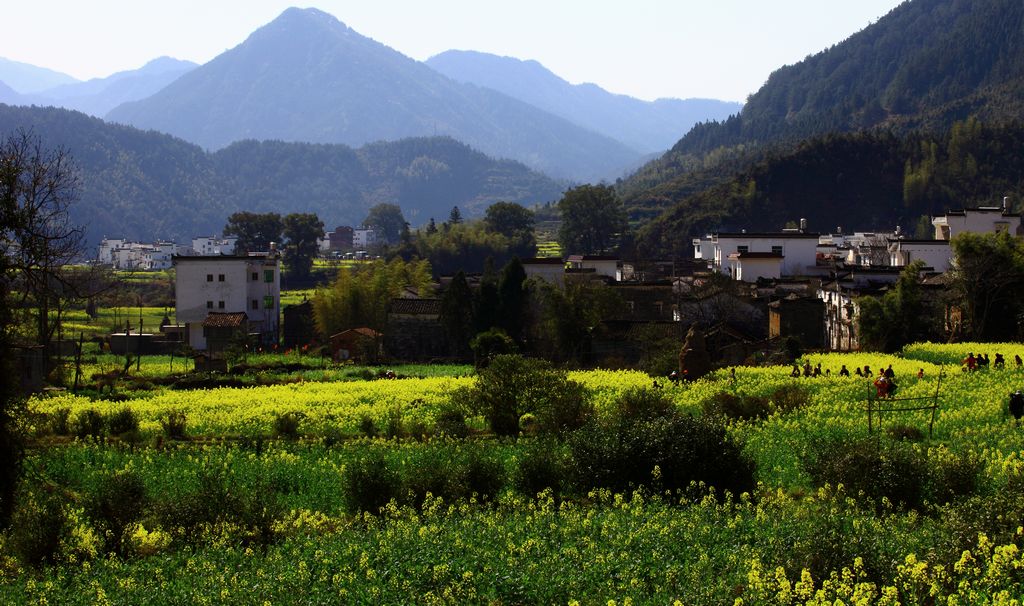 《最爱村头菜花黄》2——点击放大 摄影 残月晓风