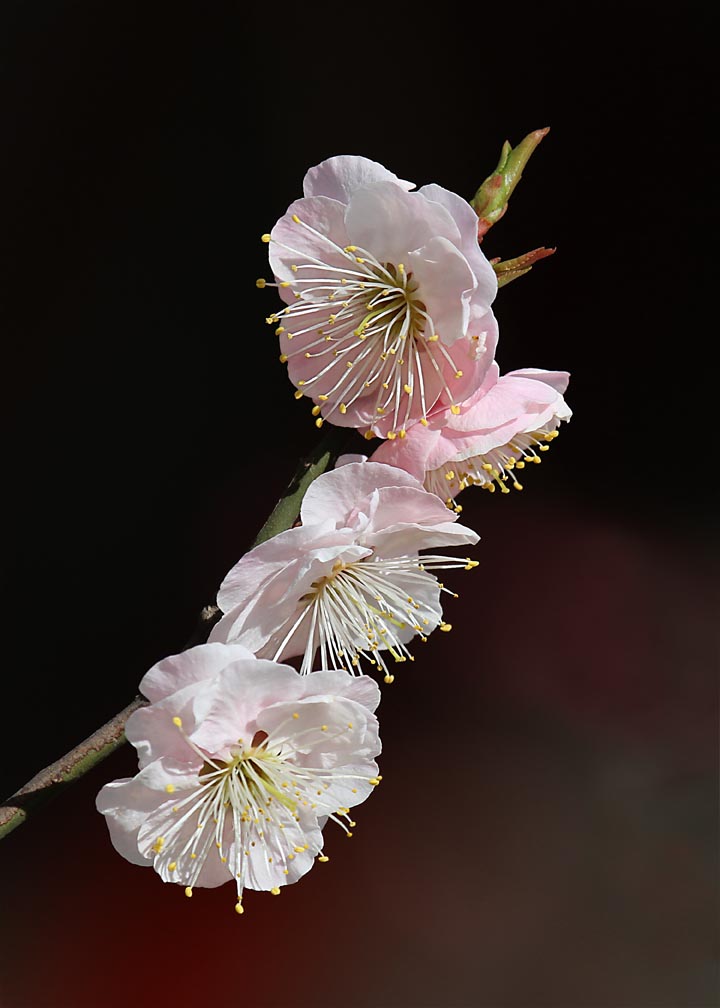 梅花绽放3 摄影 过河棋子