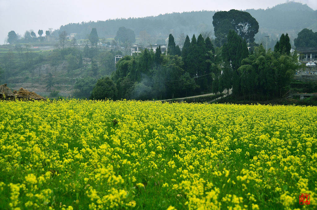 2012龙宫油菜花-b 摄影 彩色鼠标