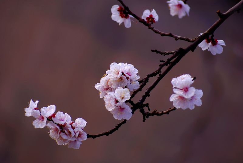 杏花 摄影 细雨芳菲