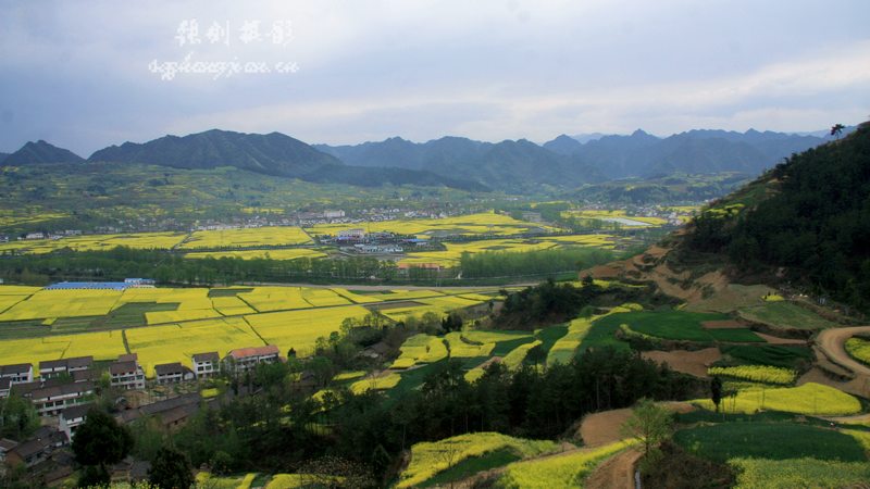 2012汉中油菜花开3 摄影 大道一人