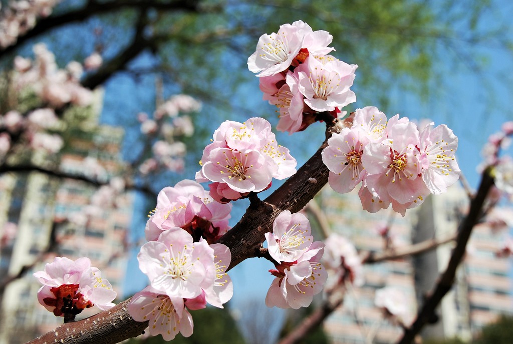 桃花盛开 摄影 原原