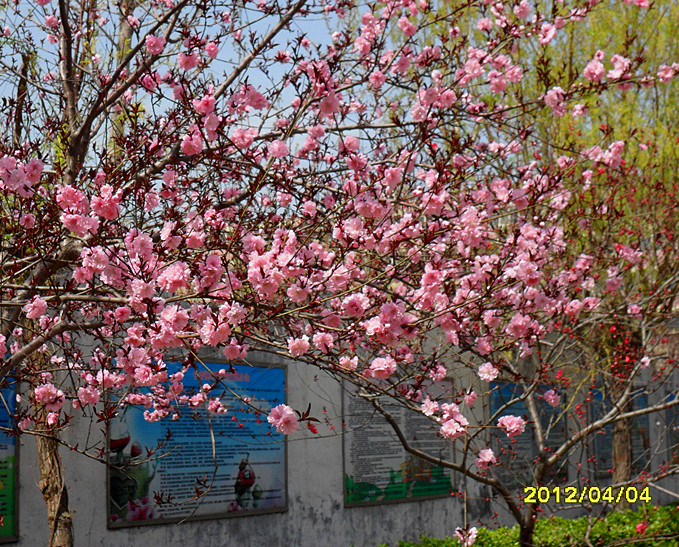 桃花盛开 摄影 lelezhou