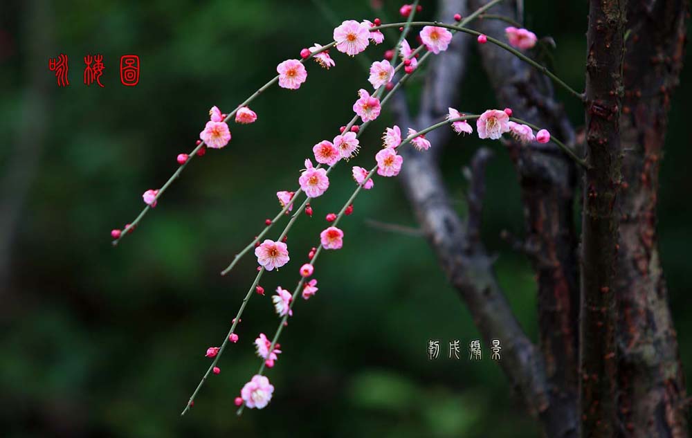 咏梅 摄影 renxu0320