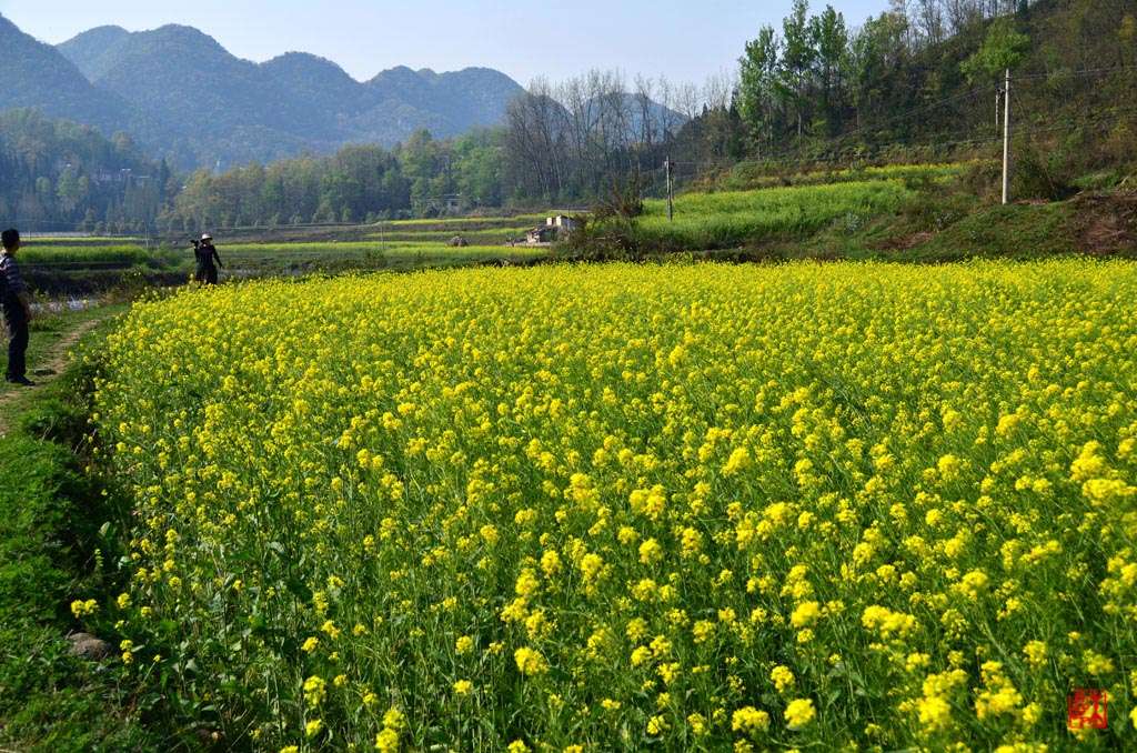 2012龙宫油菜花-c 摄影 彩色鼠标