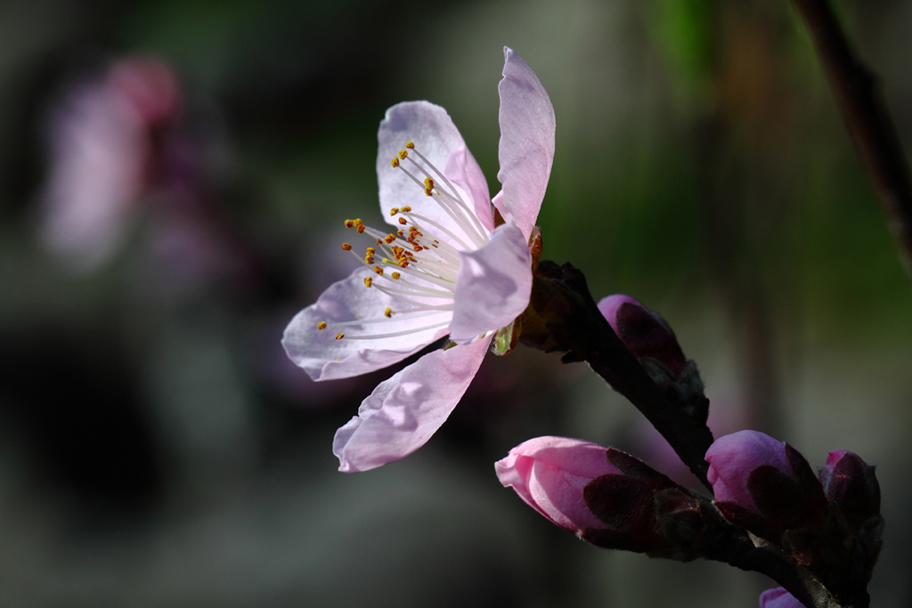 桃花向阳 摄影 wanfugen