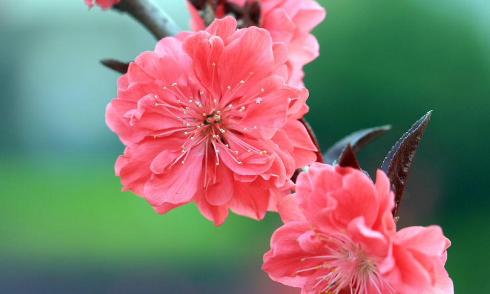 桃花 摄影 河山锦绣