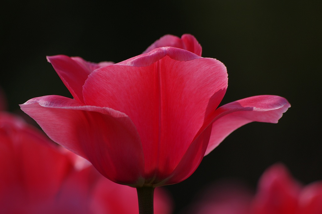 郁金香2012（5） 摄影 心有芊芊