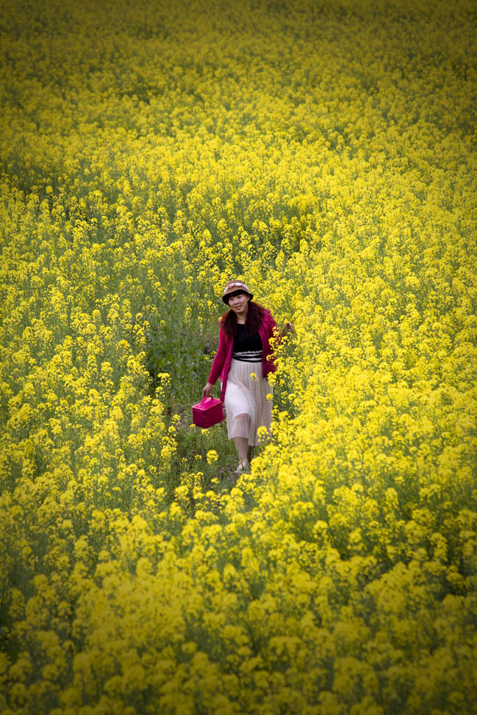 花海 摄影 逐光掠影