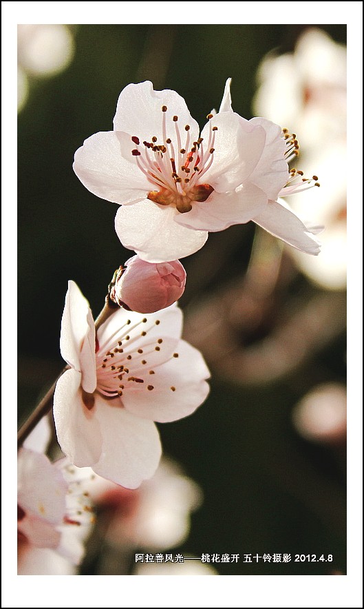 阿拉善风光——桃花盛开 摄影 五十铃