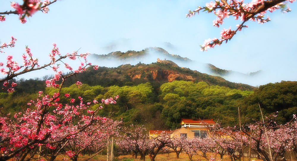 阳山桃园 摄影 禾子