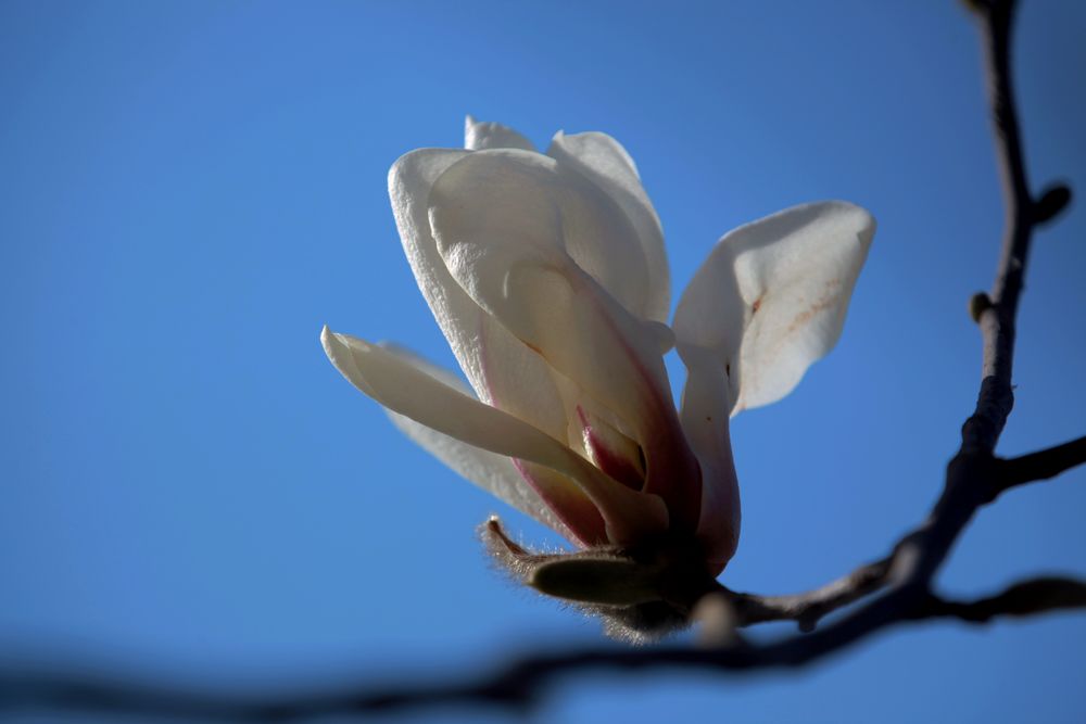 玉兰花1 摄影 习影活力