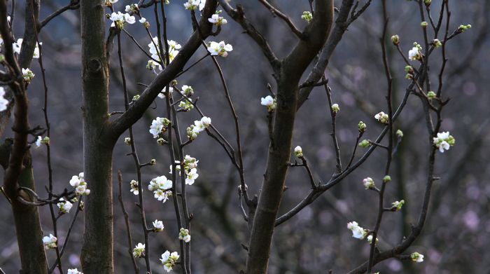 送过梨花影 摄影 云上方2009