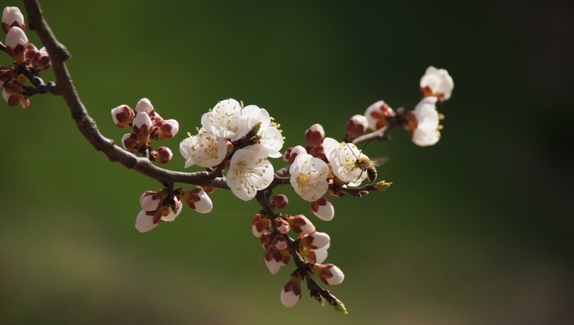 花香蜂先知 摄影 子午山翁