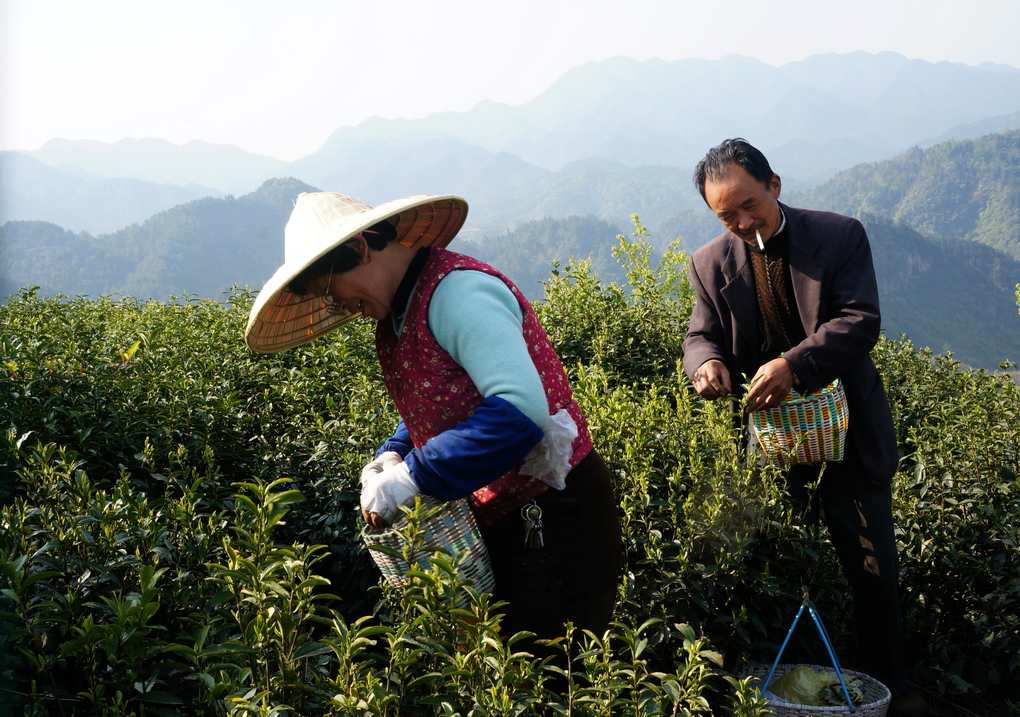 浙江盘山采茶忙 摄影 天地悠悠