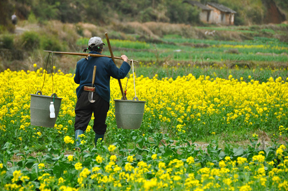 菜农 摄影 毫克