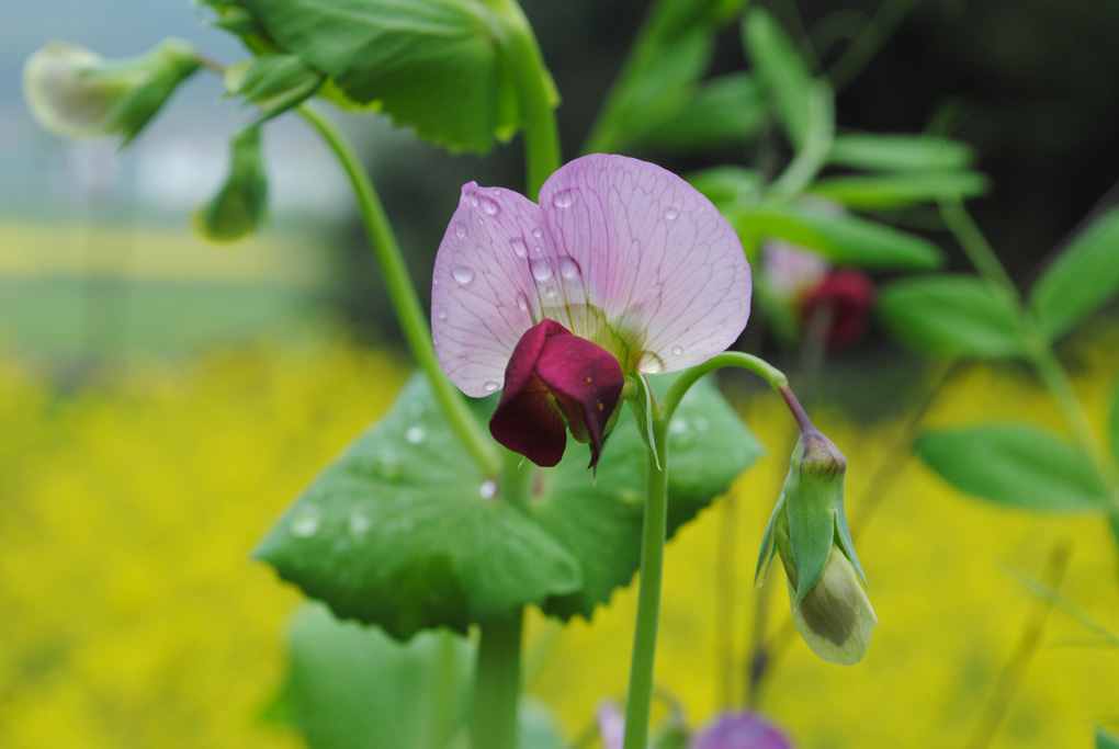 蜿豆花 摄影 是秋