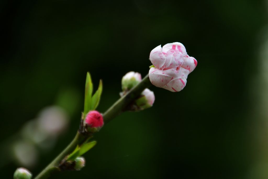 拳头 摄影 小蜻蜓01