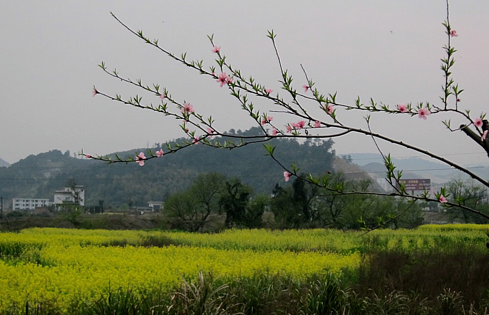 乡村四月景如画 摄影 盛夏明月