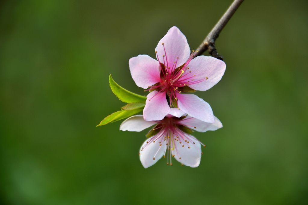 桃花 摄影 小蜻蜓01