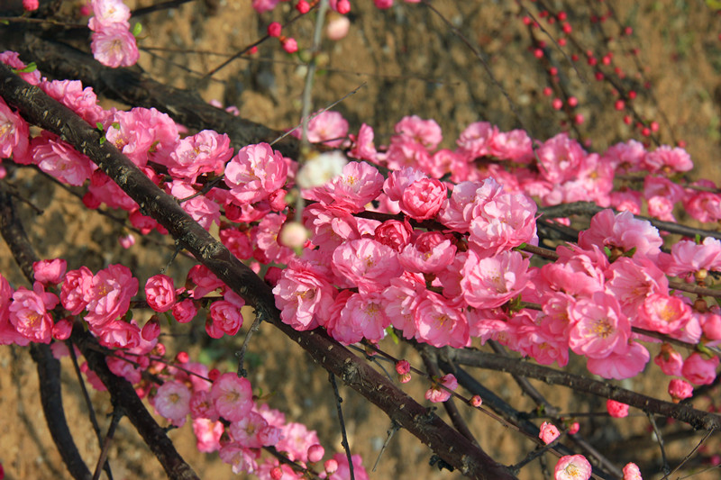 桃花盛开 摄影 沂蒙路客