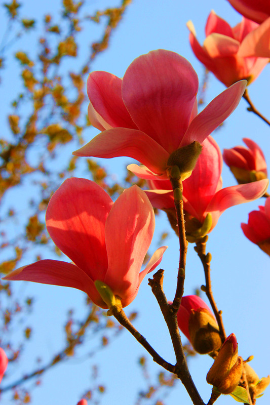 玉兰花开 摄影 沂蒙路客