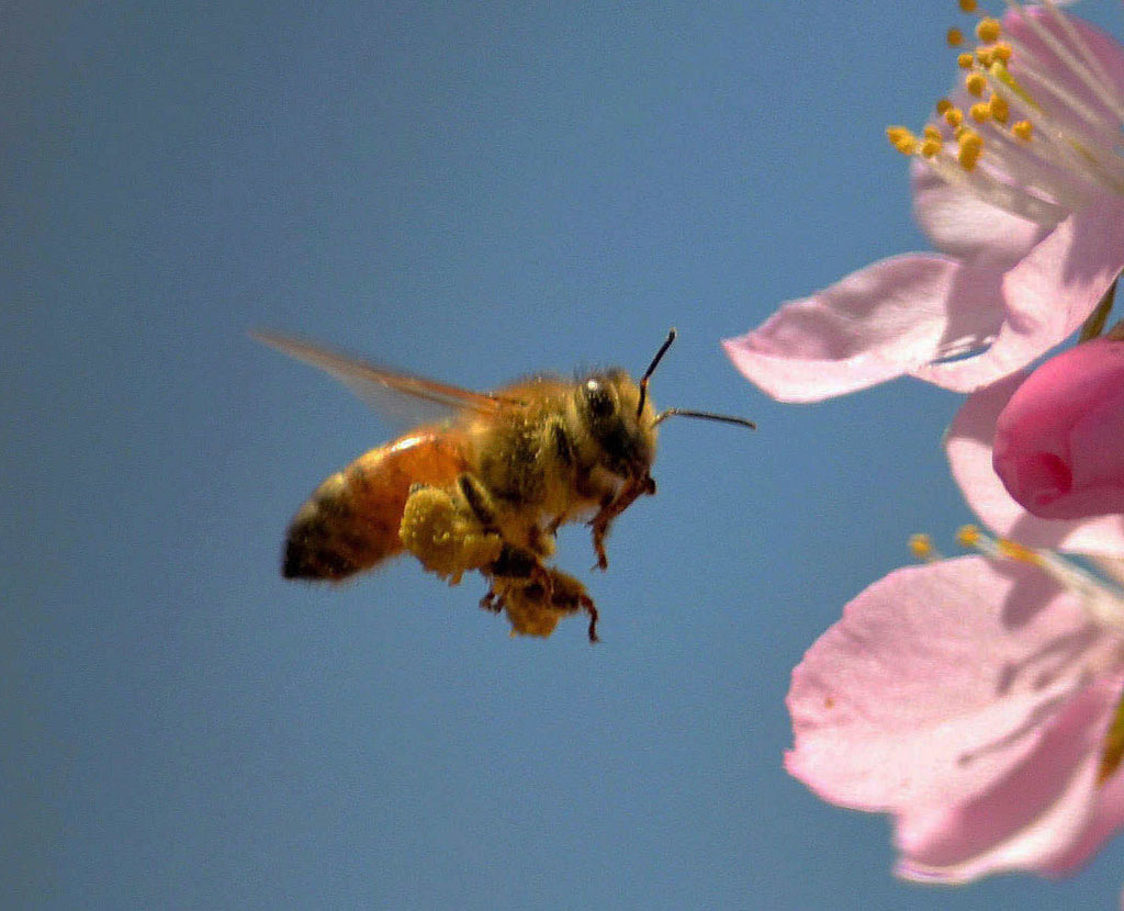 蜜蜂与花 摄影 泉城古月