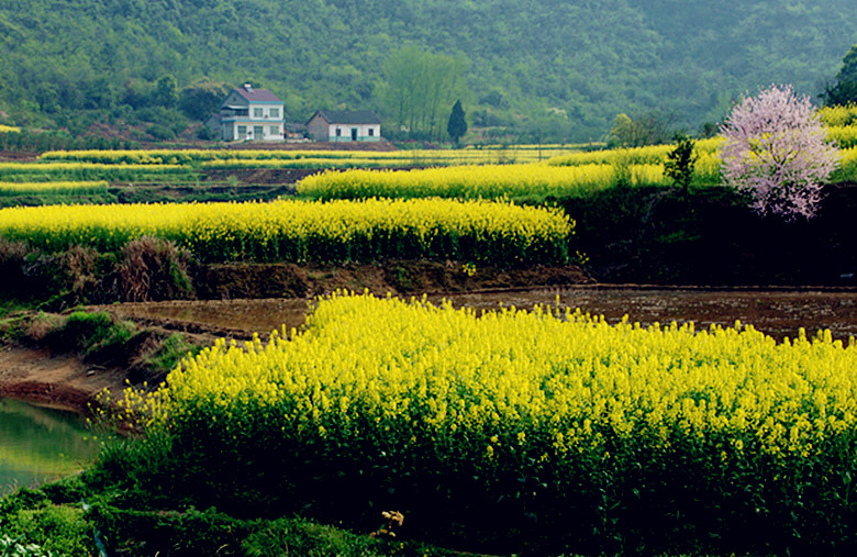 春满山乡 摄影 勤劳农夫