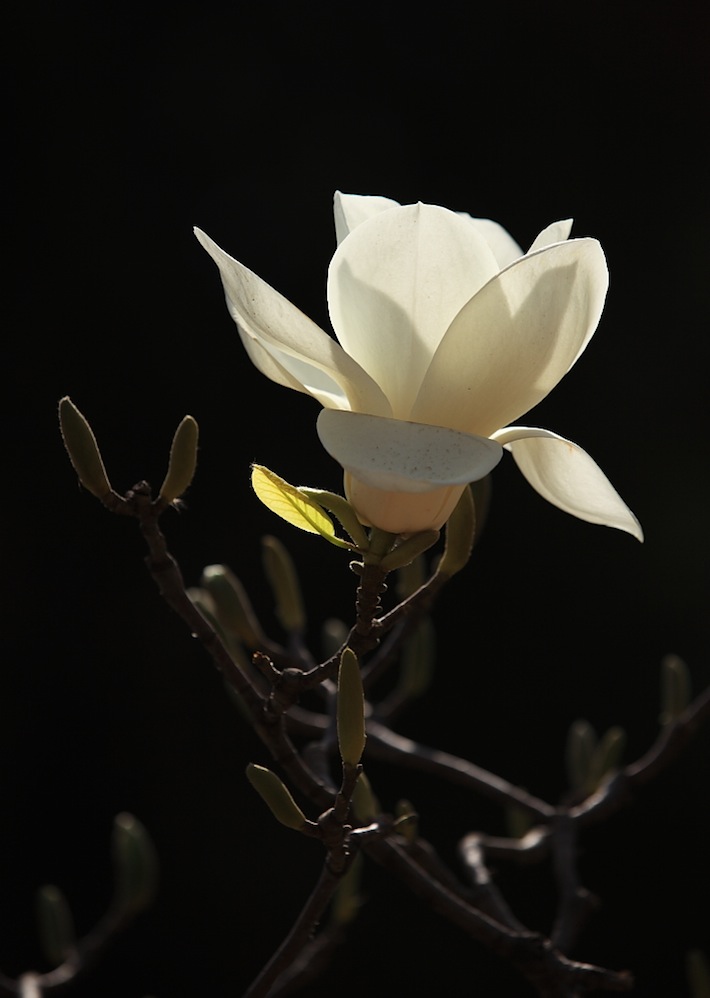 《玉兰花》 摄影 秀水青山