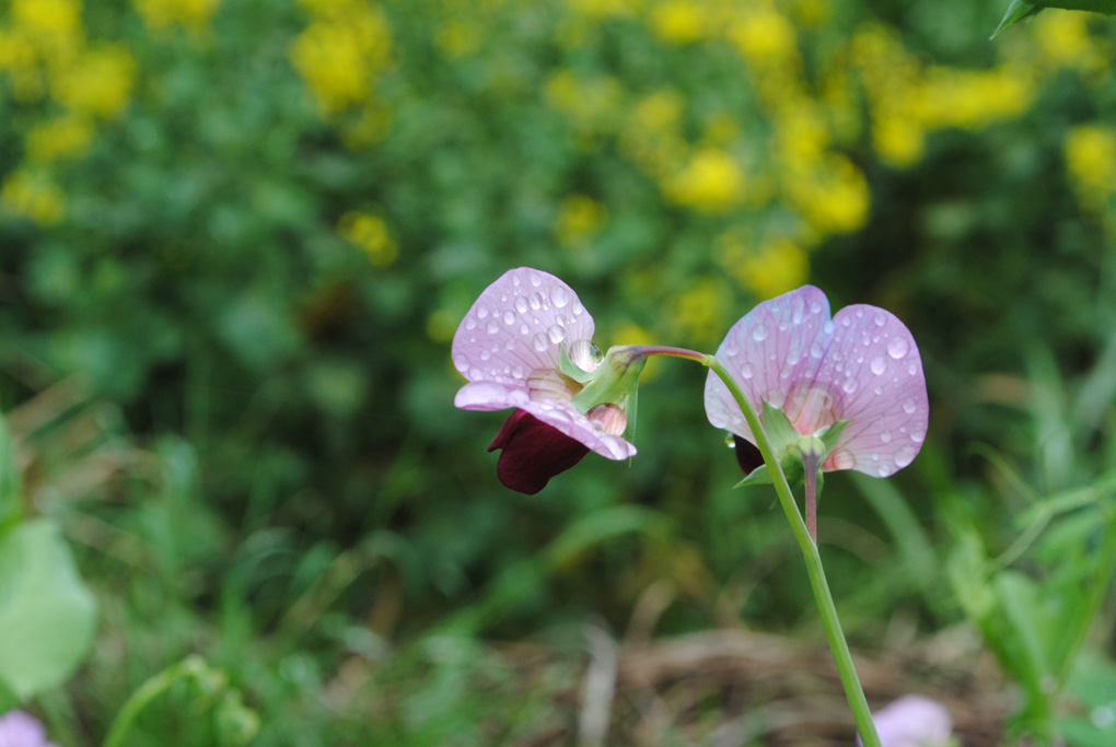 蜿豆花 摄影 是秋