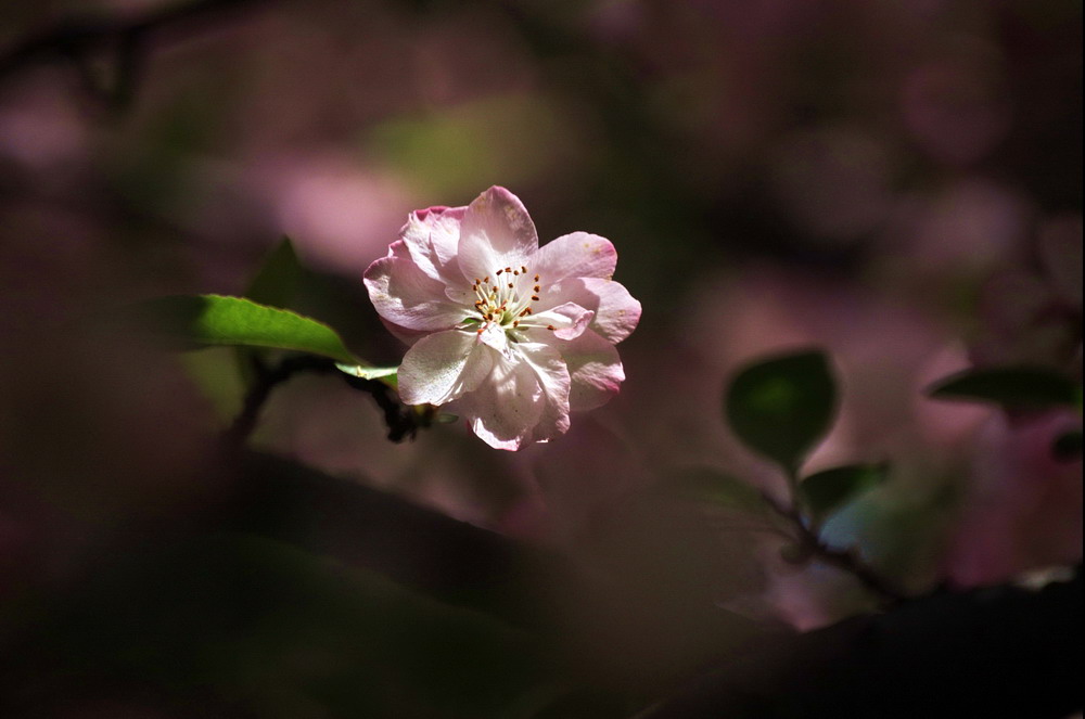 春光－－垂丝海棠（6） 摄影 渭水