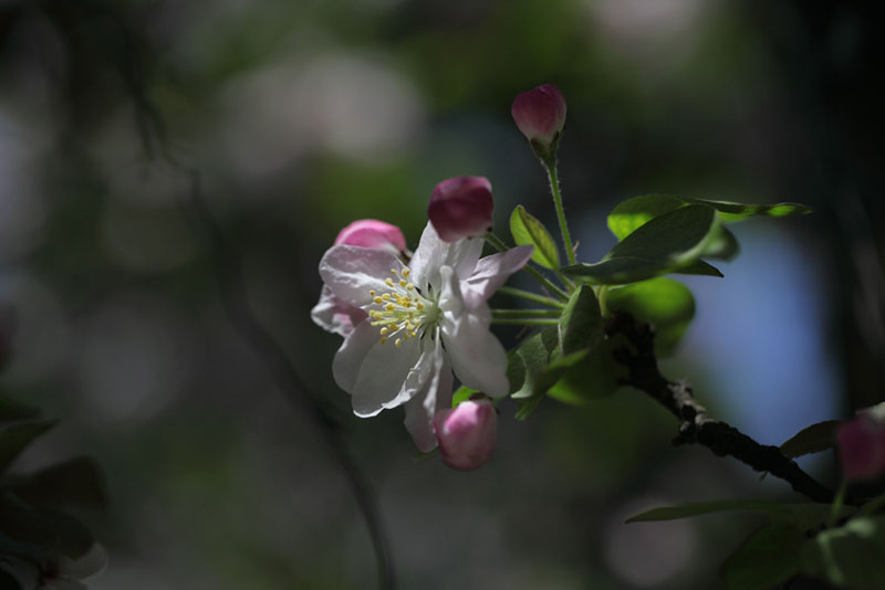 樱花 摄影 风光无限处