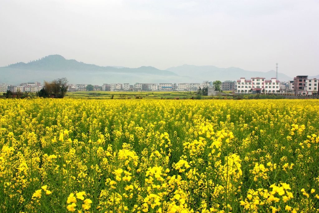 家门口的油菜花 摄影 夕阳吻柳