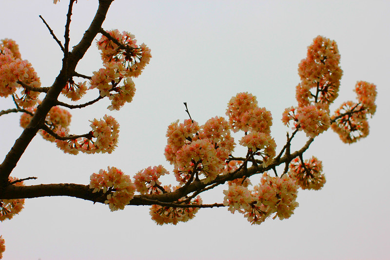 春暖花开 摄影 沂蒙路客