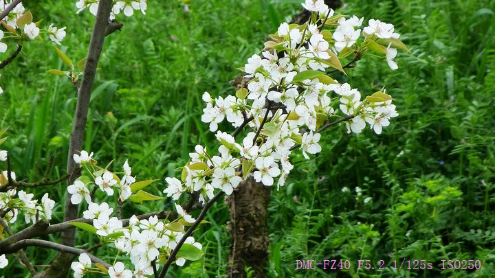 梨花白 摄影 头桥小熊