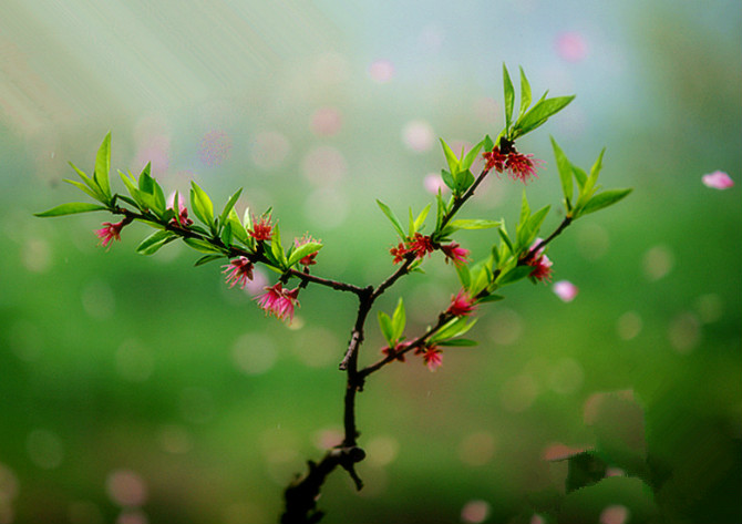 桃花依旧笑春风 摄影 勤劳农夫