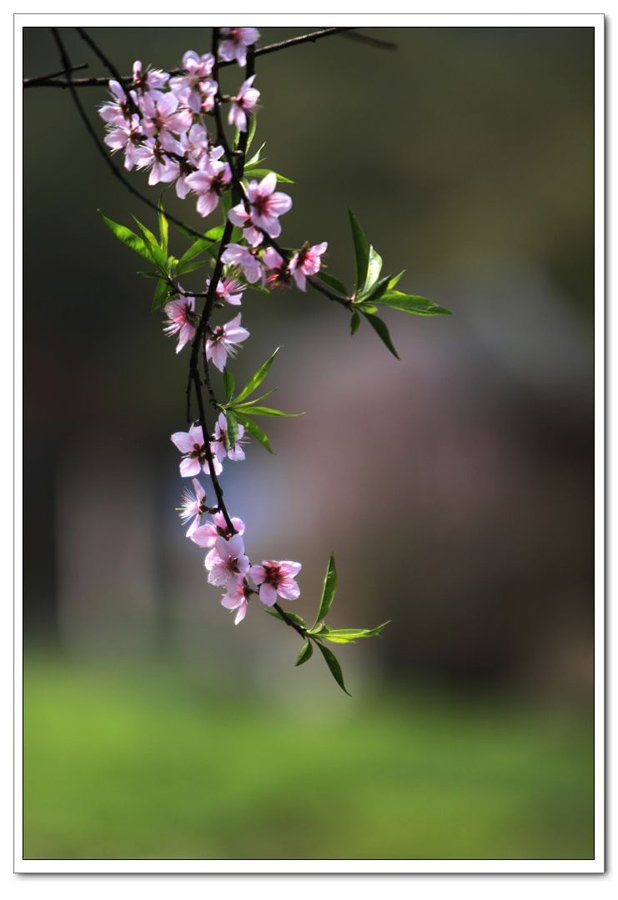 桃花 摄影 汉子