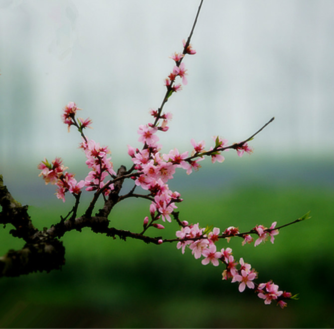 桃花 摄影 勤劳农夫