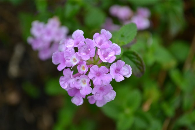 水花枫叶两悠悠 摄影 poean