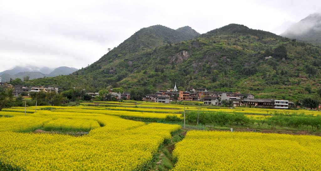 油菜花 摄影 永阳山水