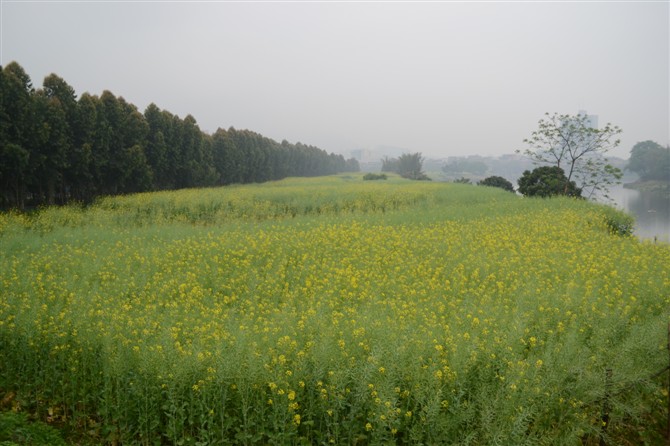 虽无碧云天，却有黄花地 摄影 poean