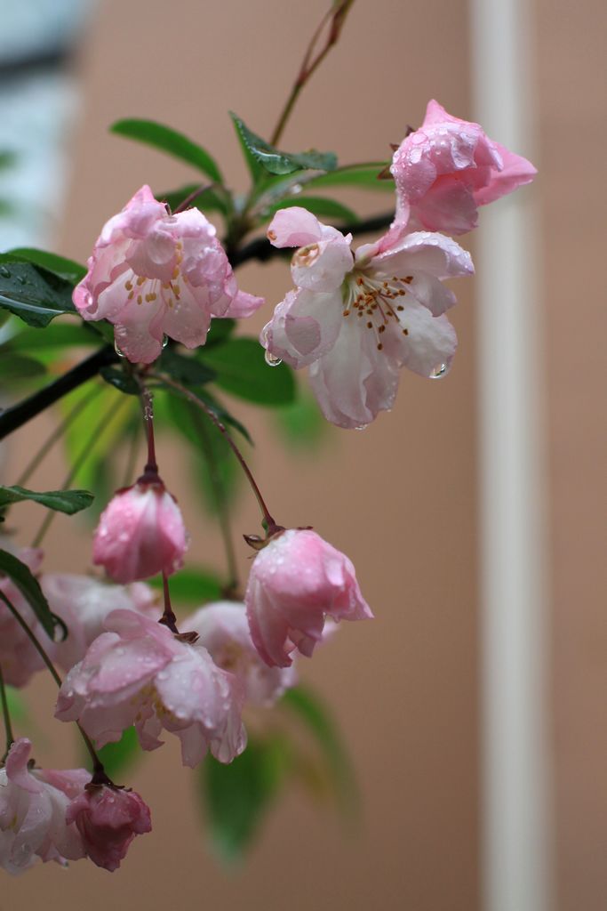 雨后海棠 摄影 五百英里路