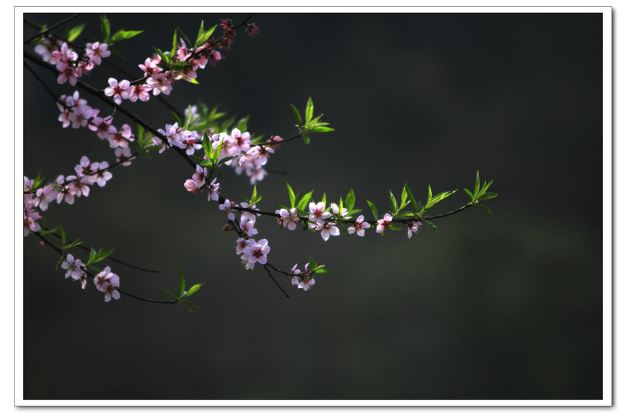 桃花 摄影 汉子