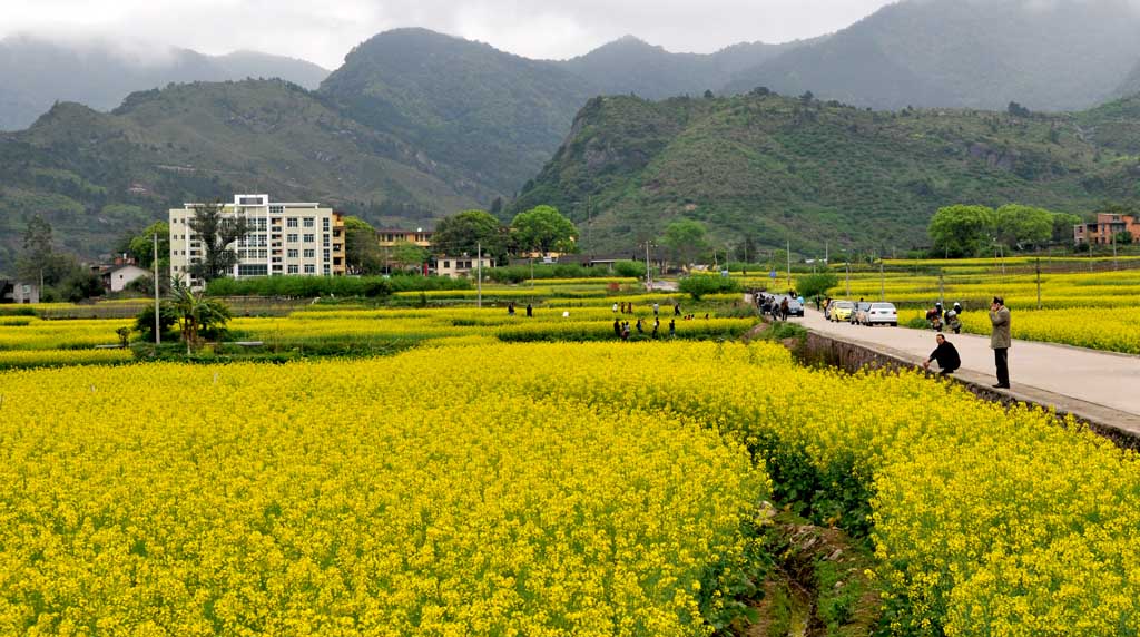 油菜花 摄影 永阳山水