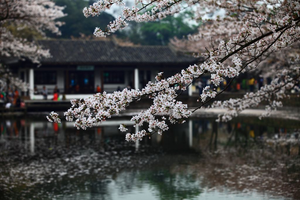 《听见樱花落雨声》2——点击放大 摄影 残月晓风