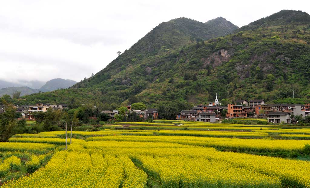 油菜花 摄影 永阳山水