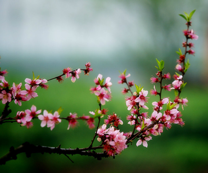 桃花 摄影 勤劳农夫