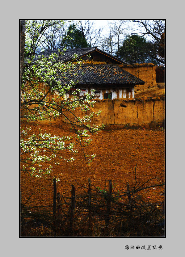 梨花香彝村~ 摄影 朦胧的淡蓝