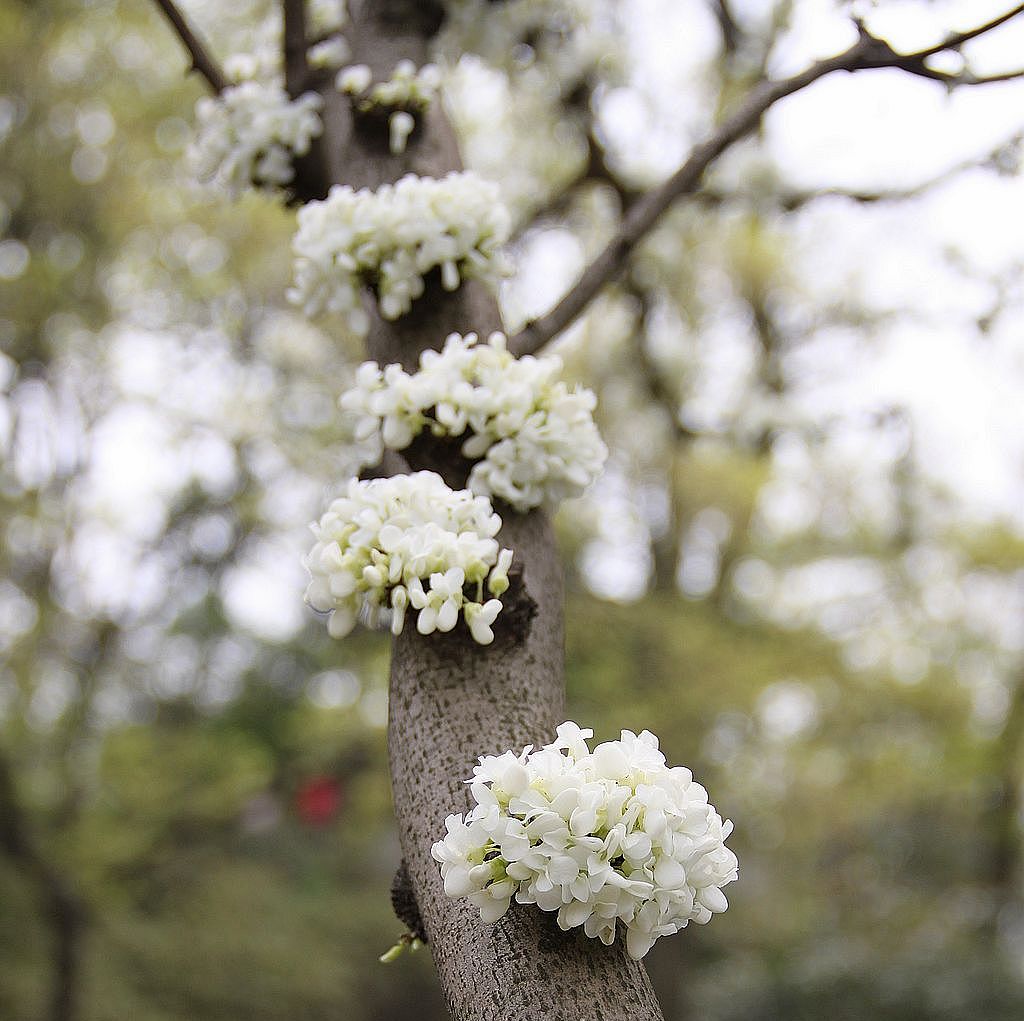 花上枝梢 摄影 望雪林