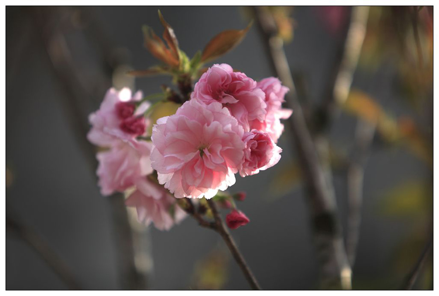 樱花 摄影 汉子